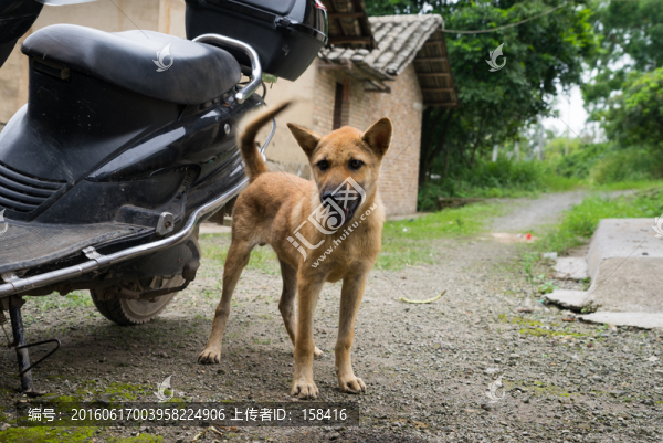 黑嘴中華田園犬