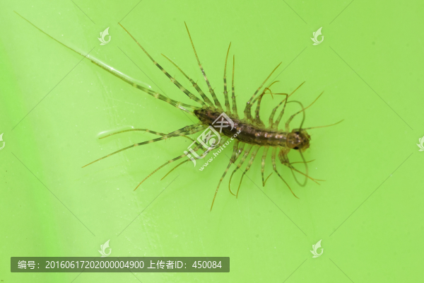蚰蜒