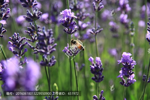 薰衣草和蜜蜂