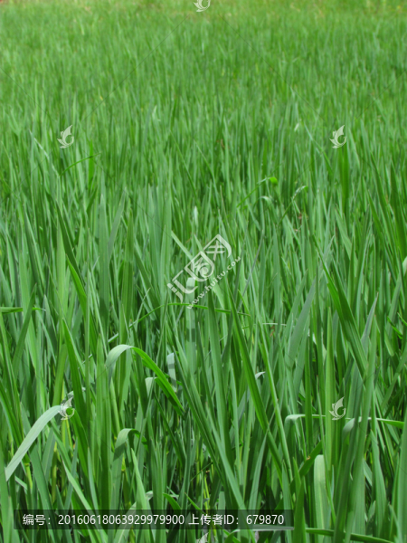 青草