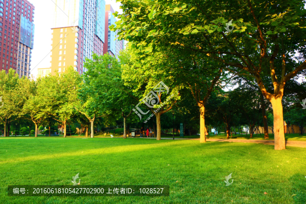 金色陽光,綠茵草坪