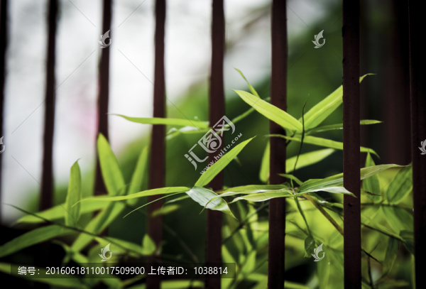 竹
