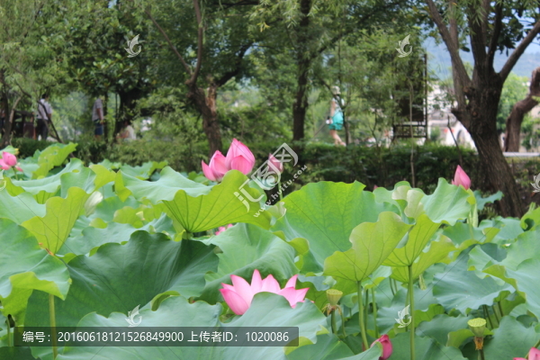 荷塘