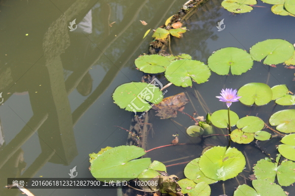 荷花