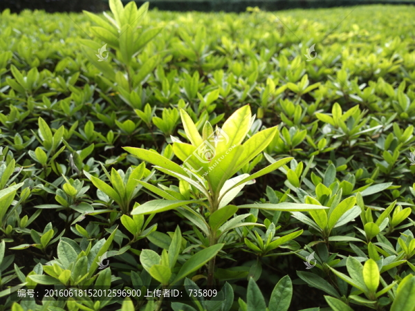 綠色茂密的枝葉