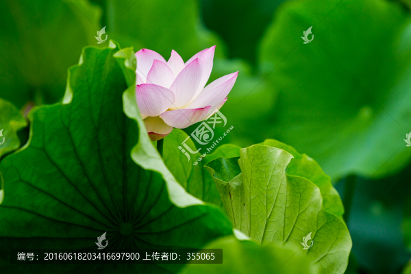 荷花