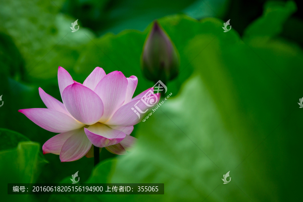 荷花