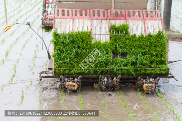 農(nóng)忙,插秧
