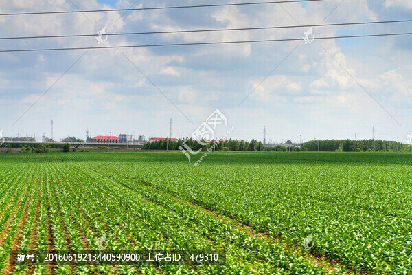 農(nóng)田,田野,莊稼地,田園,農(nóng)村
