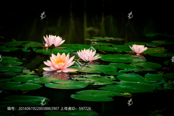 蓮花倒影