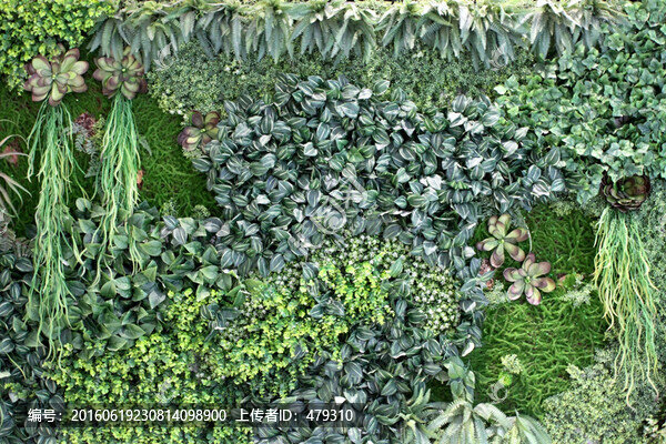 植物墻,綠葉背景,綠化墻,花紋