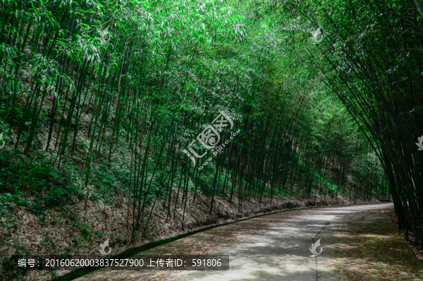 竹海林蔭道