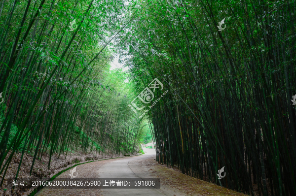 竹海林蔭道