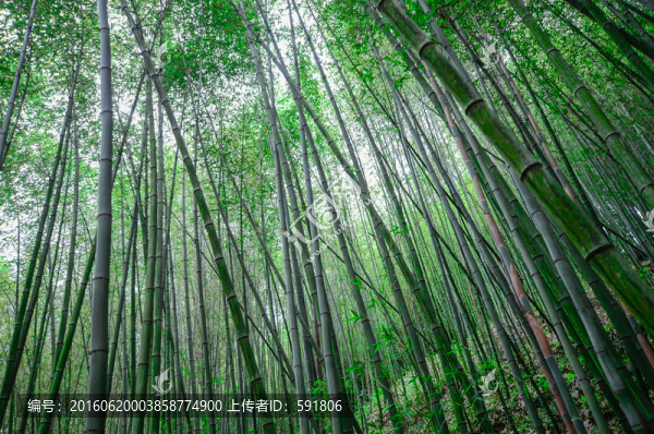 竹海竹林