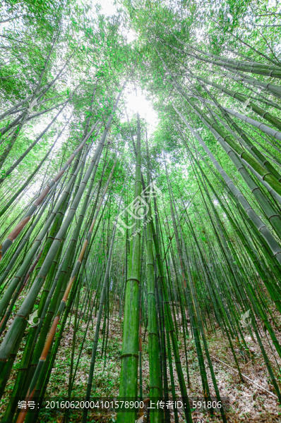 竹海竹林