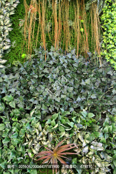 植物墻,綠葉背景,綠化墻,花紋