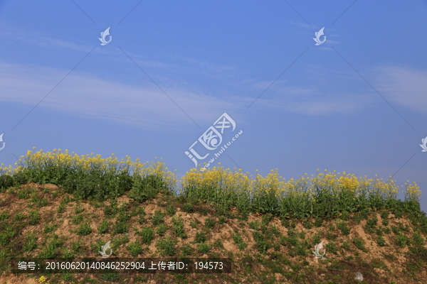 藍(lán)天下的油菜花
