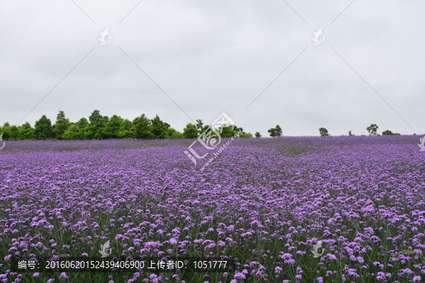 薰衣草