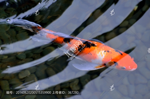 錦鯉