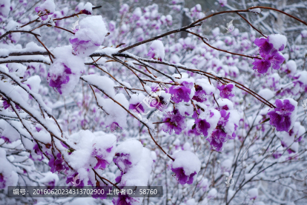 杜鵑花春雪