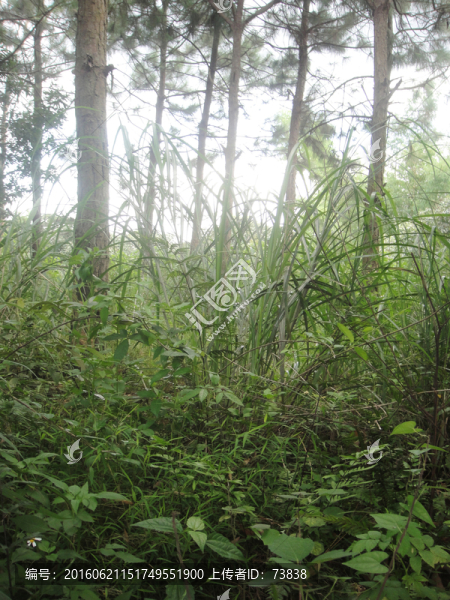 森林
