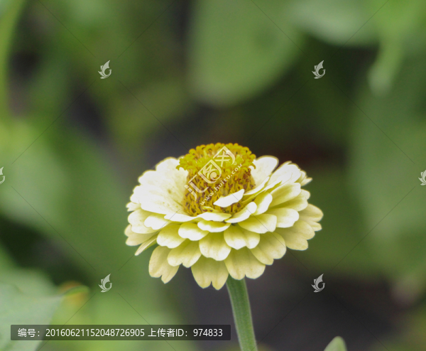 綠花