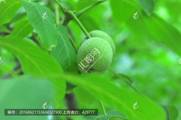 核桃,,核桃樹,,核桃園