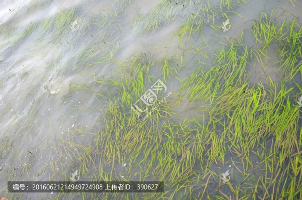 水草,水污染