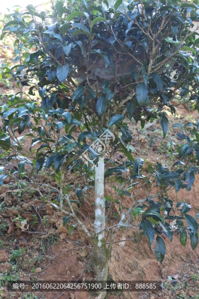 易武生態(tài)茶