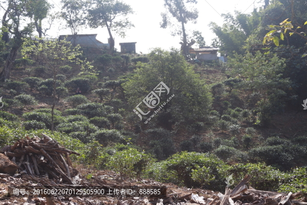 易武麻黑生態(tài)茶園