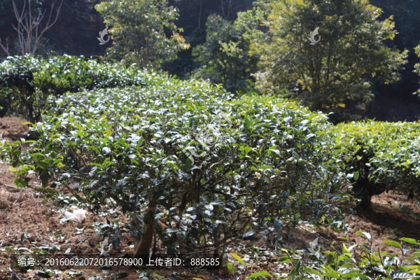 麻黑茶園