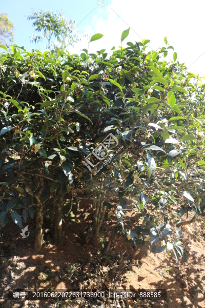 麻黑茶園