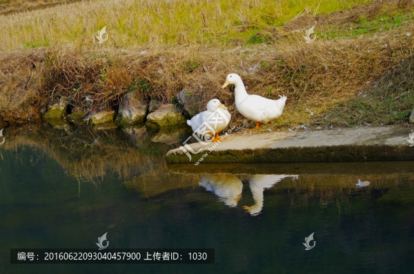 鴨子