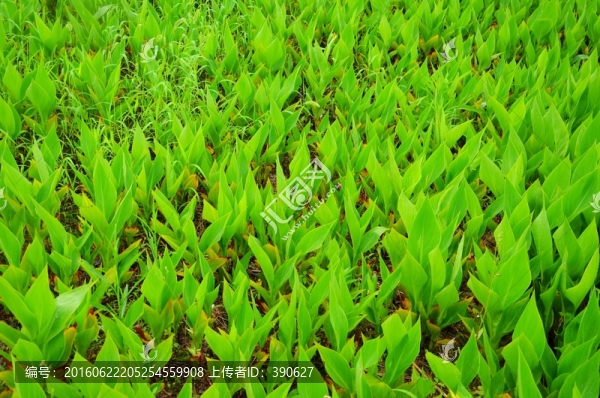花草,綠色背景