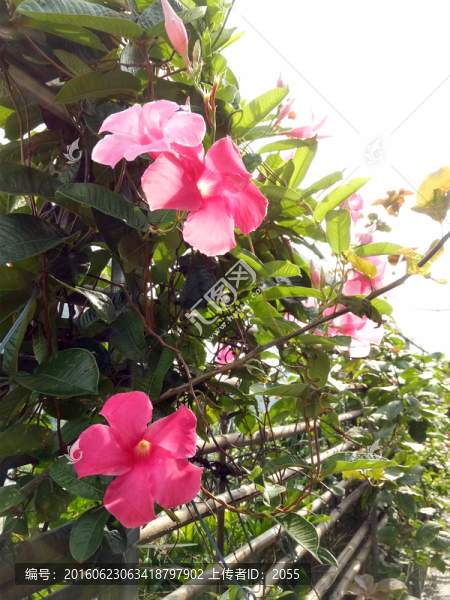 園林景觀,景觀花卉