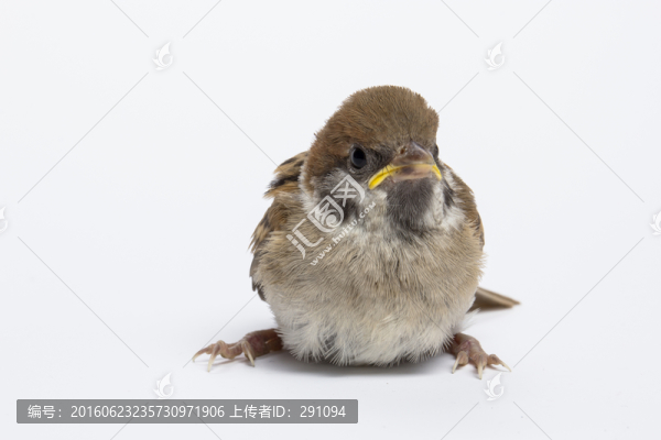 小鳥