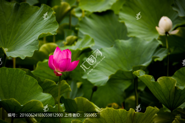 荷花