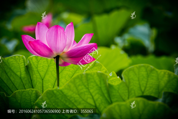 荷花