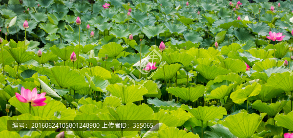 荷花