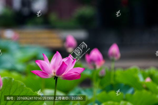 荷花