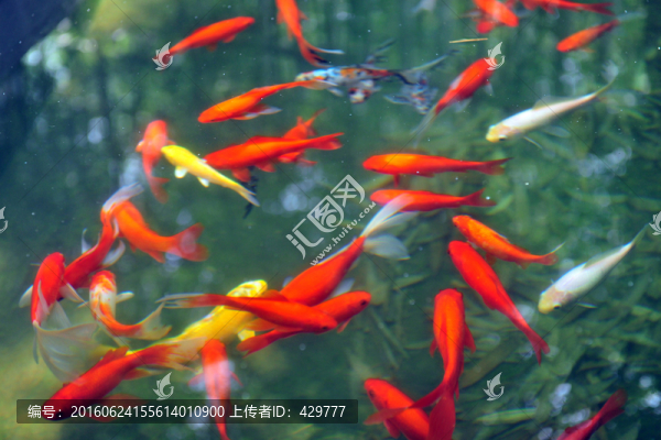 金魚(yú),魚(yú)池,魚(yú)塘