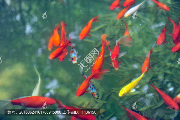 魚塘,,魚池