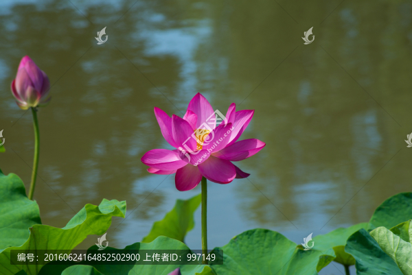 荷花