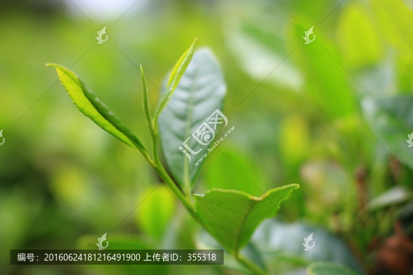 茶,茶葉,茶園