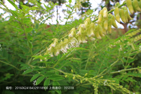 野花