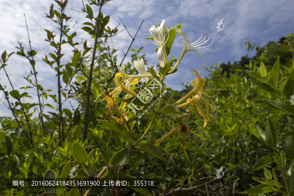 金銀花