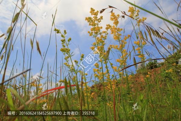 野花