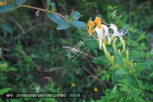 金銀花