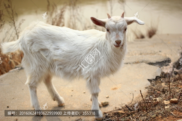 高清山羊