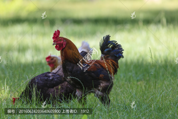 草原雞